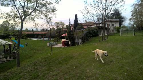 Al Cappellino