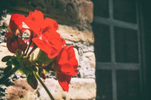 Apartamento La Casa Di Flora