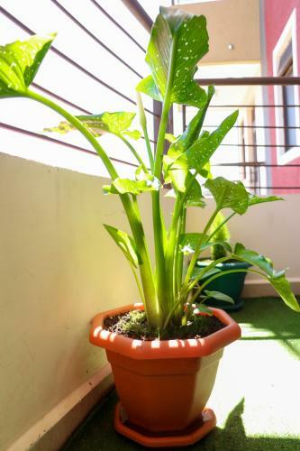 Apartamento Freshout Homestay