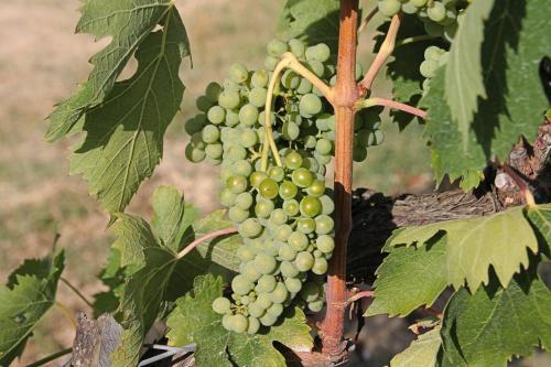 Apartamento Il Cantuccio Nel Chianti