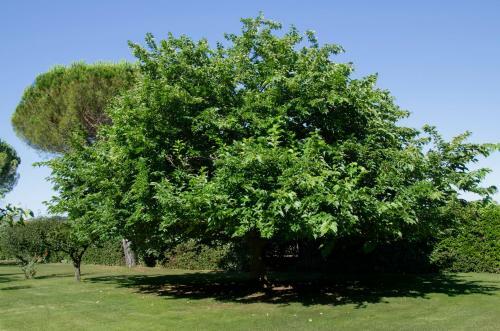 Apartamento Appartamento Le Ginestre