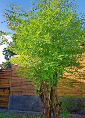 G�te Ti Kaz Moringa, Charmante Case Cr�ole � St Louis