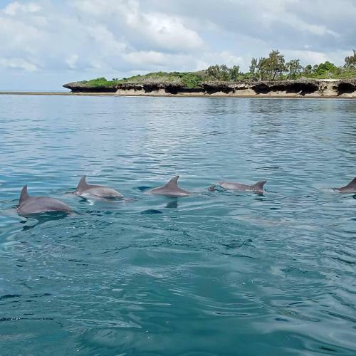 Wasini Raha Snorkeling And Diving