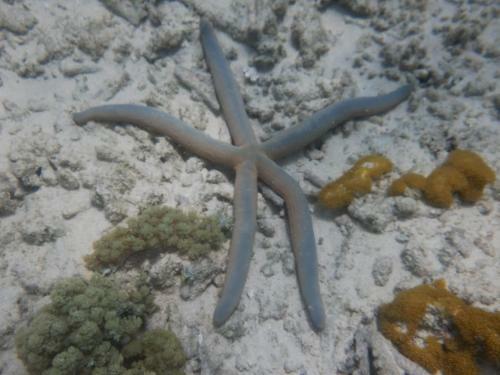 Wasini Raha Snorkeling And Diving