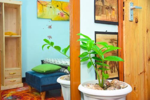 Bed & Breakfast Banana House