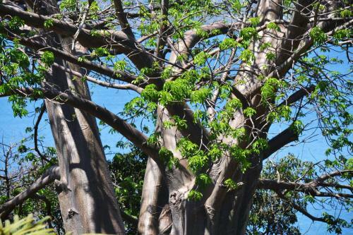 Bed & Breakfast Les Baobabs