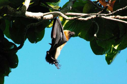 Bed & Breakfast Les Baobabs