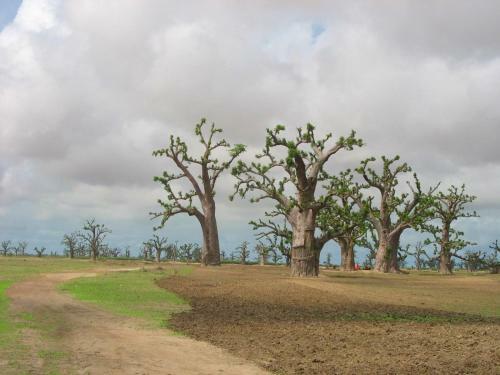 Villa Type Africaine