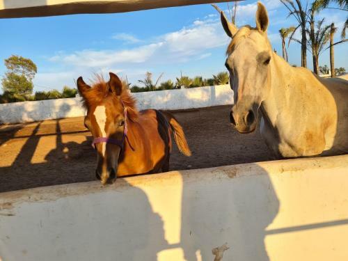 Apartamento El Aaz Horse Farm