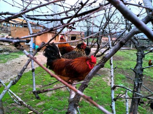 Hostal Ferme D?h�te La Vall�e