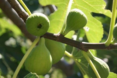 Agroturismo Casa Al Moro B&B
