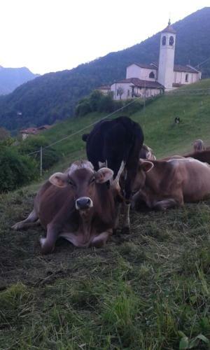 Cimmo