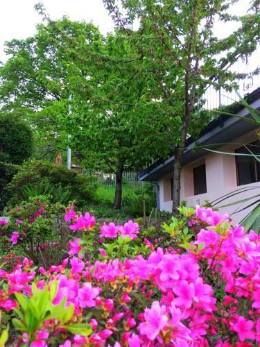 Il Ciliegio B&B