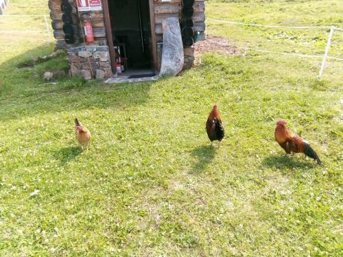 B&B Pra' Dei Cervi