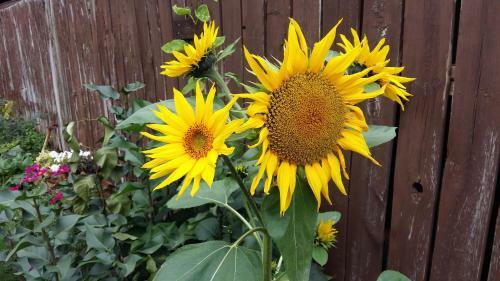 Wild Rose Bed & Breakfast