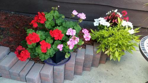 Wild Rose Bed & Breakfast