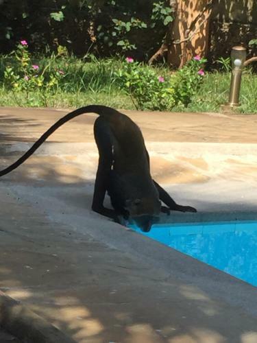 Bed & Breakfast Peekaboo Diani Beach