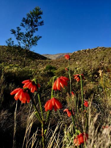 Little Karoo Dream
