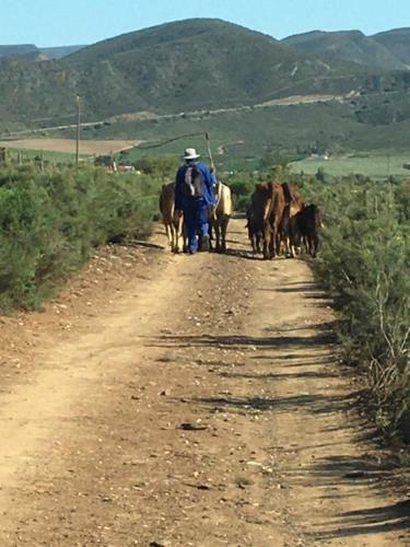 Little Karoo Dream
