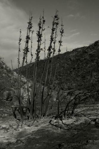 Little Karoo Dream