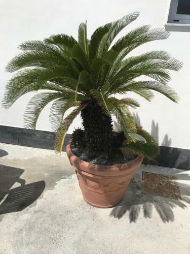 Apartamento B&B Vincenzo