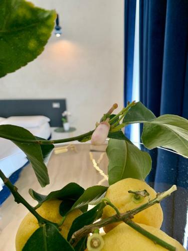 Le Marinelle Trani B&B