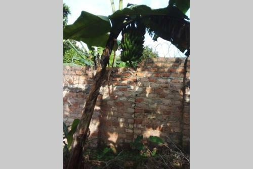 Elivaniya Lower Gardens