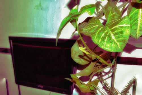 Vacation Rental Home Apartment