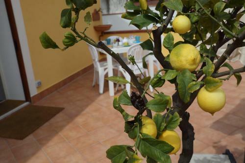 Cartolina Apartment