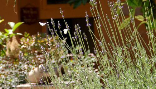 Apartamento Antica Corte Delle Ninfee, Historical Private Villa