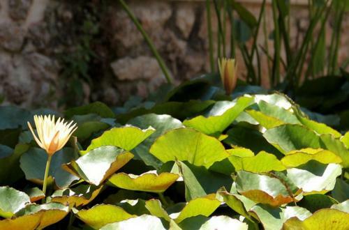 Apartamento Antica Corte Delle Ninfee, Historical Private Villa