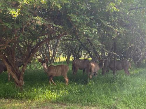 Apartamento Sharalumbi Wildlife Estate Unit 93