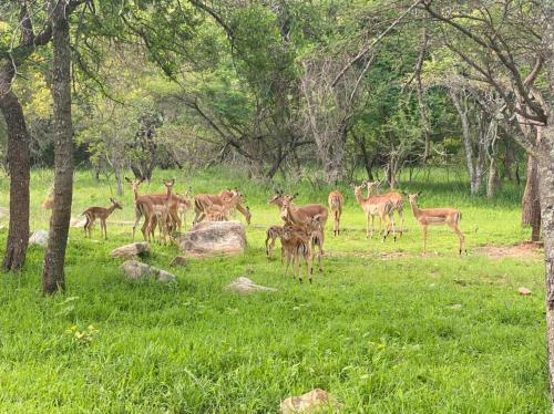 Apartamento Sharalumbi Wildlife Estate Unit 93