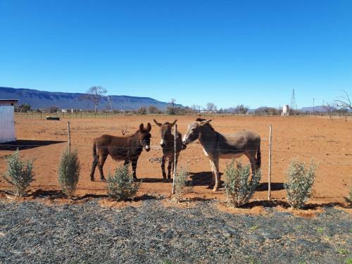 Donkieshoek Accommodation & Campsite, Calvinia