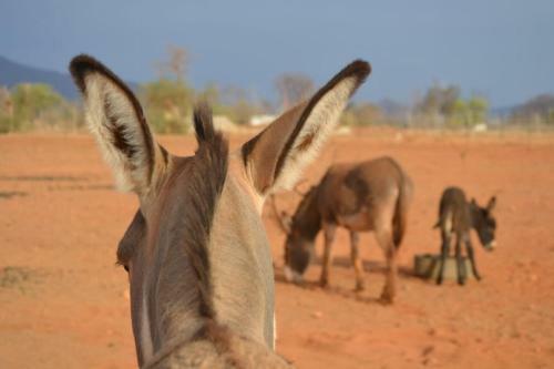 Donkieshoek Accommodation & Campsite, Calvinia