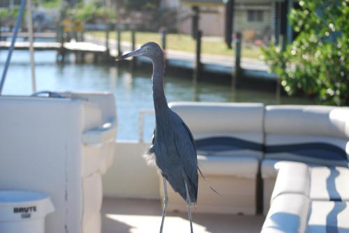 Bonita Beach Resort Motel
