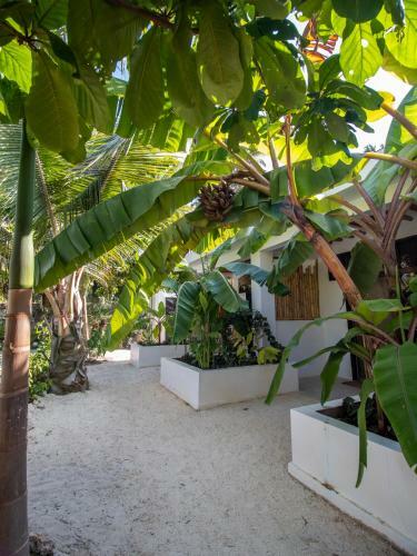 Tropical Oasis Boutique Hotel