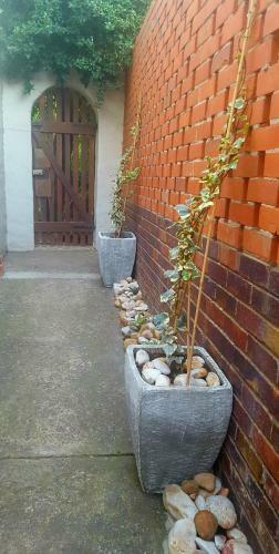 Hostal The Wild Fig