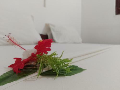 Bed & Breakfast H & H Bungalows