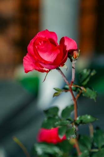 Hotel Merak Resort, Bhimtal