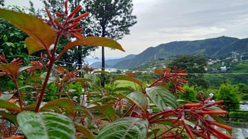 Baakhei Campsite Homestay