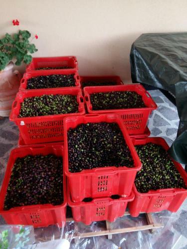 Agroturismo Agriturismo Il Melo
