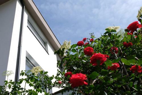 Apartment Le Rose Di Marianne - Sud