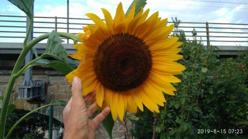 Bed & Breakfast Alle Rose Barcolane
