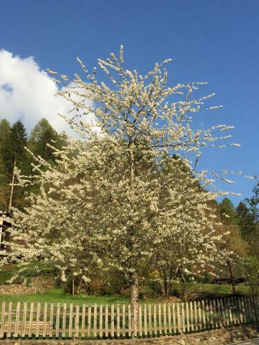 Bed & Breakfast Maso Zont