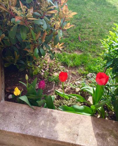 Apartamento Papere E Tulipani