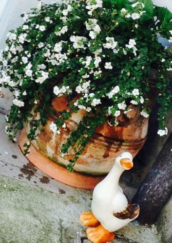 Apartamento Papere E Tulipani