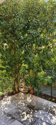 Apartamento Jasmine Country House