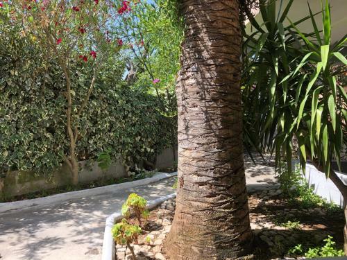 Apartamento Tiglio Vieste