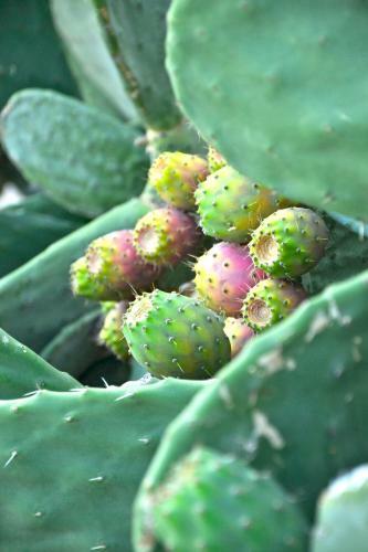 B&B Il Giardino Stellato